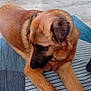 dog, brown_dog, indoor, lying_down, striped_rug, wooden_floor, calm, pet, canine, fur, ears, paws, resting, looking_away, flooring, home, animal, companion, quiet, domestic