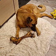 Isis participe au concours pour gagner de l'argent avec cette photo : dog, bone, rug, indoor, floor, toy, pikachu, sneakers, stuffed_animals, brown, pet, chewing, fluffy, wooden_floor, home, animal, relaxing, canine, carpet, playful