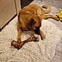 dog, bone, rug, indoor, floor, toy, pikachu, sneakers, stuffed_animals, brown, pet, chewing, fluffy, wooden_floor, home, animal, relaxing, canine, carpet, playful