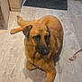 dog, brown_dog, floor, wood_floor, indoor, door, draft_stopper, cabinet, pet, animal, canine, relaxed, laying_down, fur, side_view, quiet, home, domestic, calm, companion