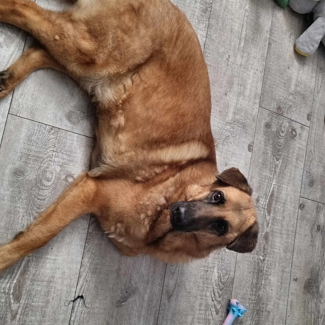 Isis participe au concours pour gagner de l'argent avec cette photo : animal, brown_dog, canine, chew_toy, dog, domestic_animal, floor, flooring, home, indoor, laying, looking, pet, pet_toy, plush_toy, relaxed, resting, stuffed_animal, toy, wooden_floor