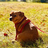 Archie joined the competition — help win amazing prizes! dog, brown_dog, grass, outdoor, sunlight, red_harness, pet, animal, nature, autumn, leaf, sitting, canine, field, daylight, back_view, looking_back, fur, quiet, park
