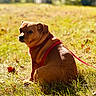 dog, brown_dog, grass, outdoor, sunlight, red_harness, pet, animal, nature, autumn, leaf, sitting, canine, field, daylight, back_view, looking_back, fur, quiet, park