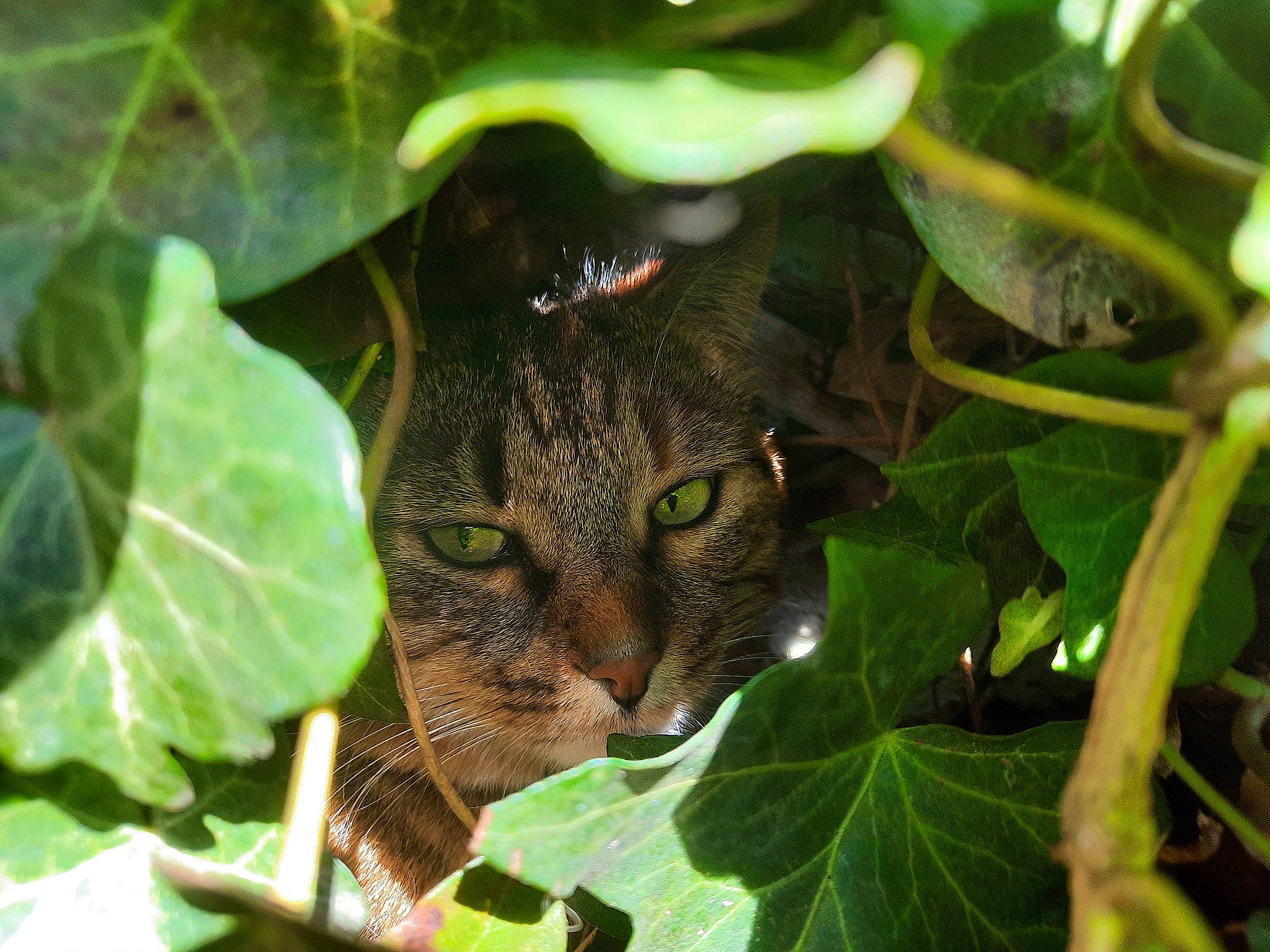 Princesse a rejoint le concours — aidez-le/la à gagner de superbes lots ! camouflage, carnivore, cat, domestic_short_haired_cat, felidae, flowering_plant, grass, green, herb, leaf, pattern, plant, plant_pathology, small_to_medium_sized_cats, snout, terrestrial_animal, terrestrial_plant, tree, twig, whiskers