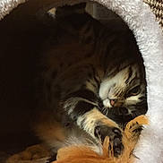 Hindi participe au concours pour gagner de l'argent avec cette photo : cat, tabby, feather_toy, paw, playing, cozy, cat_bed, furry, pet, cute, indoor, animal, feline, resting, soft, texture, closeup, brown, white, orange