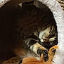 cat, tabby, feather_toy, paw, playing, cozy, cat_bed, furry, pet, cute, indoor, animal, feline, resting, soft, texture, closeup, brown, white, orange