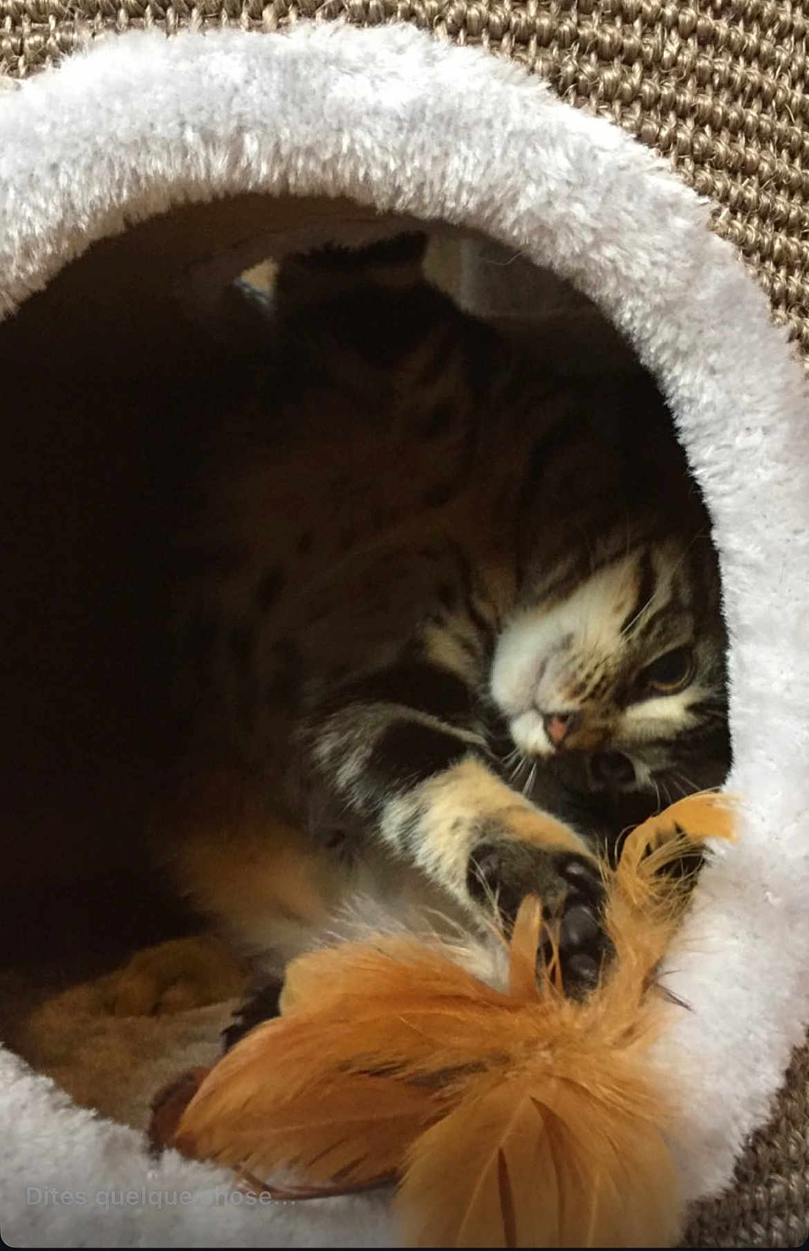 Hindi participe au concours pour gagner de l'argent avec cette photo : cat, tabby, feather_toy, paw, playing, cozy, cat_bed, furry, pet, cute, indoor, animal, feline, resting, soft, texture, closeup, brown, white, orange