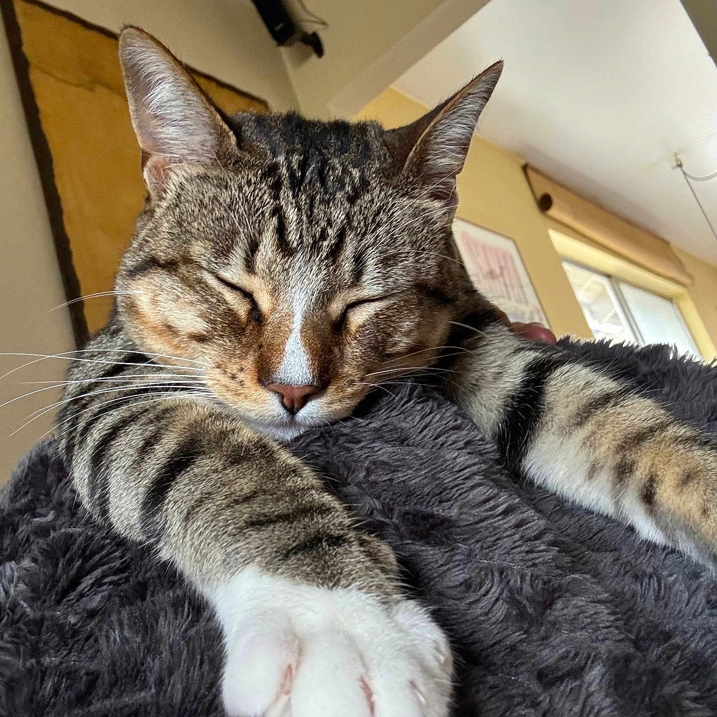 Melissa Book joined the competition — help win amazing prizes! blanket, cat, closeup, cozy, domestic_animal, feline, fur, home, indoor, mammal, paw, pet, relaxing, sleeping, soft_texture, stretching, tabby, wall_art, whiskers, window