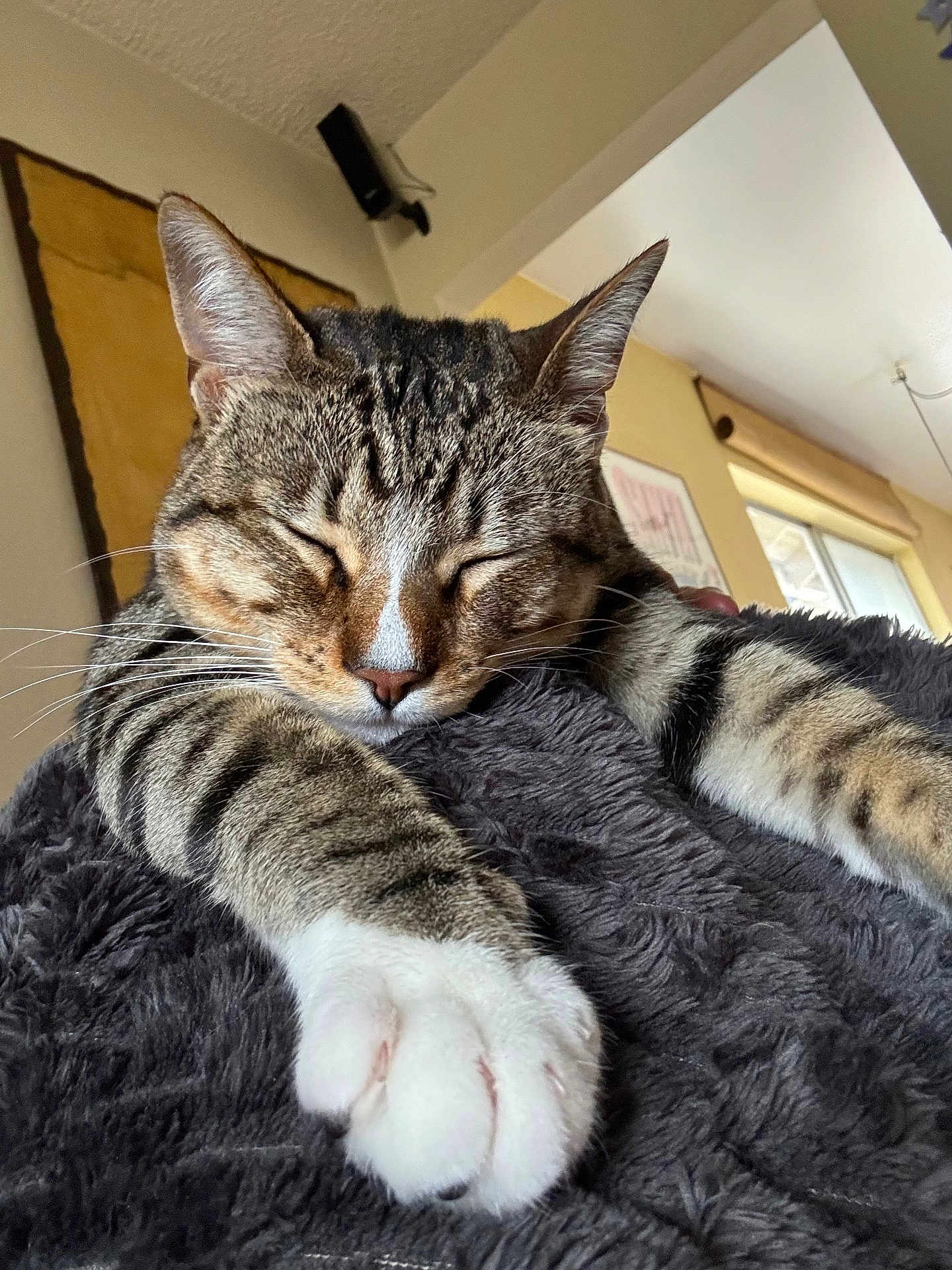 Melissa Book joined the competition — help win amazing prizes! cat, tabby, sleeping, stretching, paw, feline, indoor, blanket, cozy, closeup, pet, fur, whiskers, relaxing, home, window, wall_art, soft_texture, mammal, domestic_animal