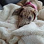 Tessa is registered to the contest to win money with this photo: blanket, brown_spotted, canine, closeup, collar, comfort, couch, cozy, dog, domestic_animal, fur, furniture, indoor, laying_down, pet, relaxation, resting, snuggling, soft_texture, warmth