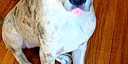 Tessa is registered to the contest to win money with this photo: animal, blue_eyes, canine, companion, cute, dog, domestic, ears, friendly, great_dane, indoor, looking_up, nose, paw, pet, puppy, sitting, speckled_coat, wooden_floor, young