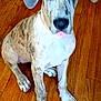 animal, blue_eyes, canine, companion, cute, dog, domestic, ears, friendly, great_dane, indoor, looking_up, nose, paw, pet, puppy, sitting, speckled_coat, wooden_floor, young