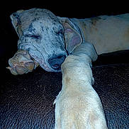Tessa is registered to the contest to win money with this photo: animal, canine, close_up, dog, domestic, ear, fur, indoor, leather, muzzle, nails, paw, peaceful, pet, portrait, quiet, relaxed, resting, sleep, sleeping