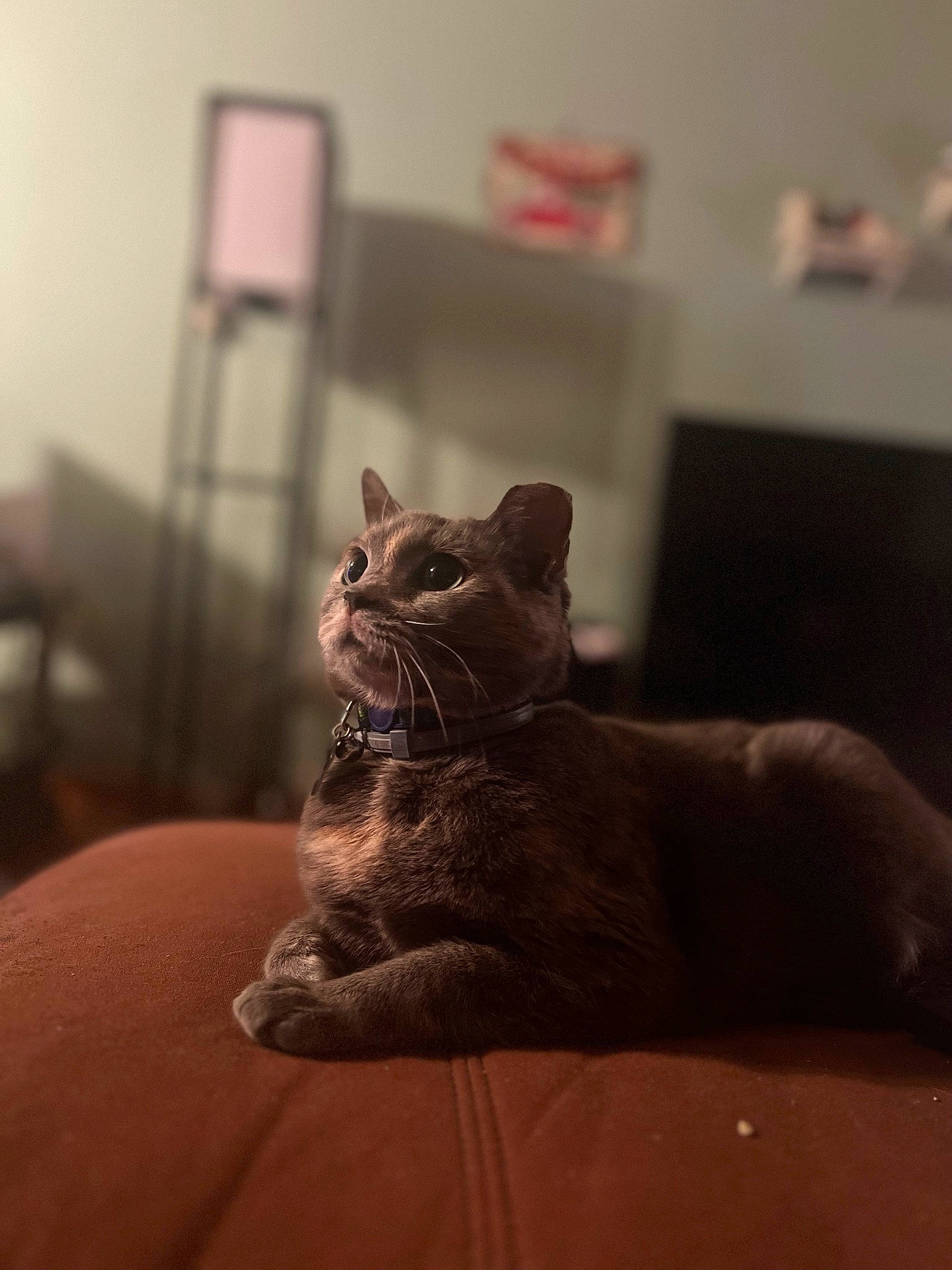 Jessie joined the competition — help win amazing prizes! canidae, carnivore, cat, comfort, domestic_short_haired_cat, fawn, felidae, flooring, fur, human_body, human_leg, paw, room, small_to_medium_sized_cats, snout, tail, terrestrial_animal, whiskers, window, wood