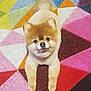 dog, pomeranian, teddy_bear_cut, pet, cute, fluffy, animal, lying_down, carpet, colorful, geometric_pattern, indoor, fur, small_dog, looking_up, adorable, companion, domestic_animal, friendly, playful