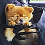 Milo is registered to the contest to win money with this photo: dog, pomeranian, sleeping, fluffy, pet_carrier, car_seat, black_mesh, cute, small_dog, animal, fur, nose, paws, relaxed, indoors, transport, travel, cozy, resting, adorable