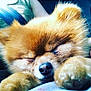 dog, sleeping, close_up, fluffy, paw, nose, animal, pet, cute, furry, car_interior, seatbelt, resting, mammal, companion, domestic_animal, face, fur, relaxing, adorable