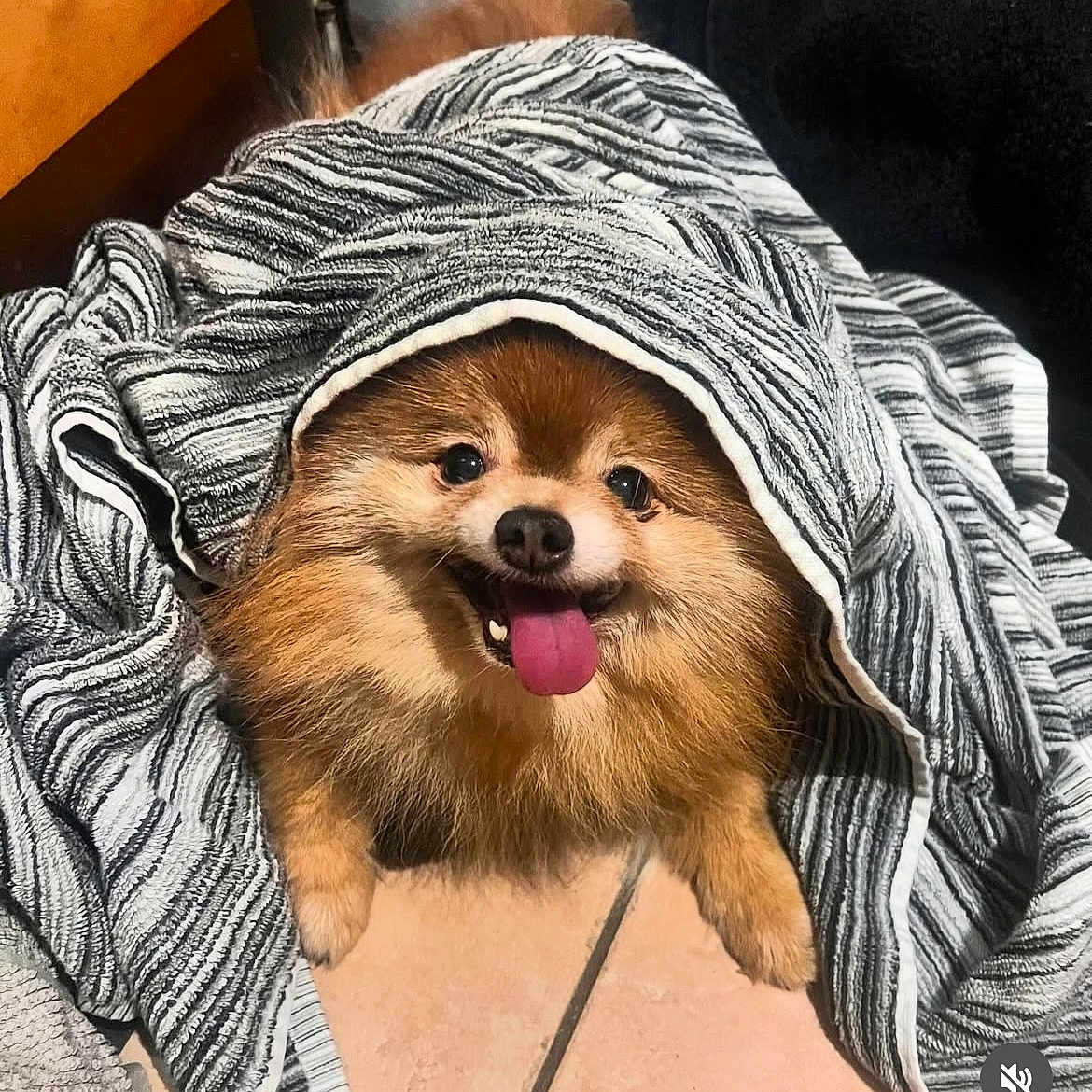 Milo joined the competition — help win amazing prizes! animal, blanket, canine, companion, cozy, cute, dog, fur, fur_texture, happy, indoor, pet, playful, pomeranian, small_dog, smiling, snuggled, striped_blanket, tile_floor, tongue_out