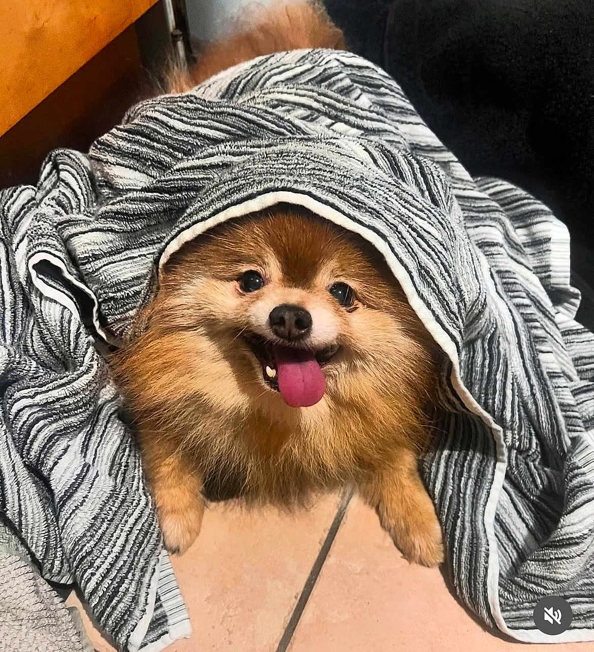 Milo joined the competition — help win amazing prizes! dog, pomeranian, blanket, tongue_out, happy, pet, fur, cozy, smiling, indoor, tile_floor, cute, animal, canine, snuggled, striped_blanket, small_dog, fur_texture, playful, companion