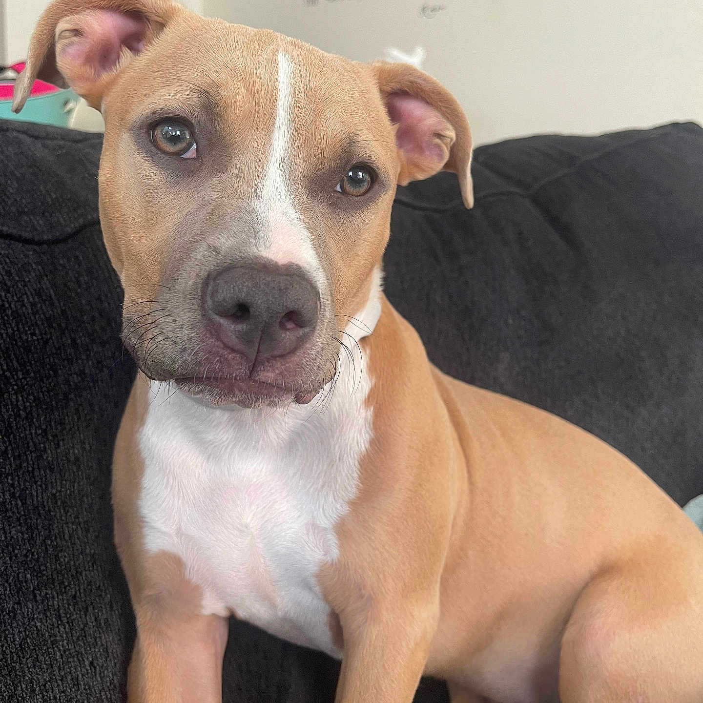 Leia joined the competition — help win amazing prizes! animal, art, boxer, bulldog, canine, couch, cushion, dog, face, furniture, head, homedecor, hound, painting, person, pet, photography, pitbull, puppy, snout