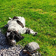 Ben participe au concours pour gagner de l'argent avec cette photo : animal, black_and_white, curious, daytime, dog, fur, grass, greenery, ground, lying_down, nature, outdoor, peaceful, pet, reptile, shell, slow_movement, small_animal, sunlight, turtle
