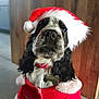 Ben participe au concours pour gagner de l'argent avec cette photo : animal, background, black_and_white, christmas, close_up, collar, costume, cute, dog, festive, fur, holiday, indoor, pet, portrait, red, santa_hat, tag, white, wood