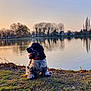 Ben a rejoint le concours — aidez-le/la à gagner de superbes lots ! animal, bare_trees, black_and_white, calm, dog, grass, lake, landscape, nature, outdoor, peaceful, pet, red_collar, reflection, sitting, sky, sunset, tongue_out, trees, water