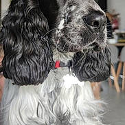 Ben 'Alias Benichou' a rejoint le concours — aidez-le/la à gagner de superbes lots ! dog, spaniel, black_and_white, long_ears, fluffy_coat, curly_fur, portrait, sitting, indoors, pet, companion_animal, collar, red_collar, looking_away, close_up, fur, nose, eyes, home, adorable
