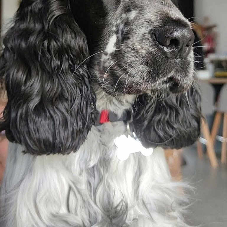 Ben 'Alias Benichou'