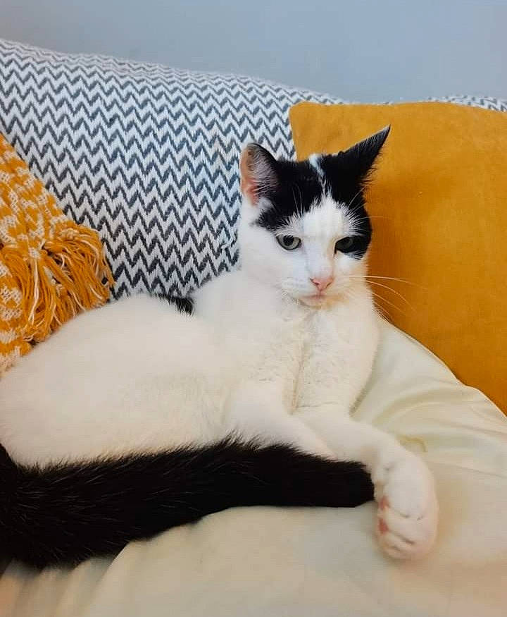 Our Baby Girl Jinx joined the competition — help win amazing prizes! bedding, carnivore, cat, comfort, domestic_short_haired_cat, felidae, foot, fur, human_leg, linens, nap, paw, sitting, small_to_medium_sized_cats, snout, tail, throw_pillow, vertebrate, whiskers, wood