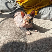 H Cleopatre participe au concours pour gagner de l'argent avec cette photo : abyssinian, animal, back, bed, bedroom, blanket, bodypart, canine, cat, dog, furniture, homedecor, kitten, linen, manx, person, pet, quilt, siamese, towel