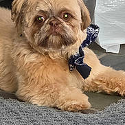 Nina River Ward joined the competition — help win amazing prizes! dog, beige, fluffy, bow_tie, carpet, indoor, pet, cute, lying_down, fur, portrait, animal, companion, domestic, relaxed, eyes, face, paw, floor, home