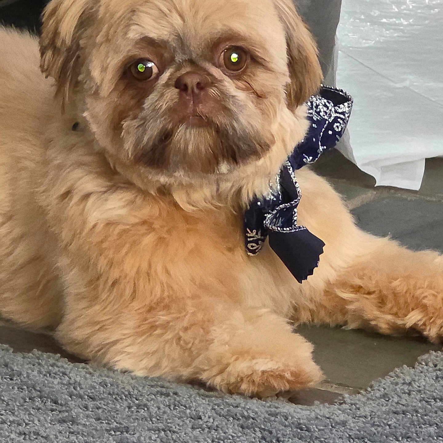 Nina River Ward joined the competition — help win amazing prizes! animal, beige, bow_tie, carpet, companion, cute, dog, domestic, eyes, face, floor, fluffy, fur, home, indoor, lying_down, paw, pet, portrait, relaxed
