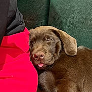 Askip a rejoint le concours — aidez-le/la à gagner de superbes lots ! animal, brown_fur, closeup, companion, couch, cozy, cute, dog, indoor, leather, nap, pet, puppy, red_jacket, relaxed, resting, sleeping, snuggling, tongue_out, young_dog