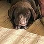 Askip participe au concours pour gagner de l'argent avec cette photo : animal, brown, closeup, cozy, cute, dog, floor, human_leg, indoors, labrador, napping, paw, pet, puppy, relaxing, resting, shoe, sleeping, sunlight, wooden_floor