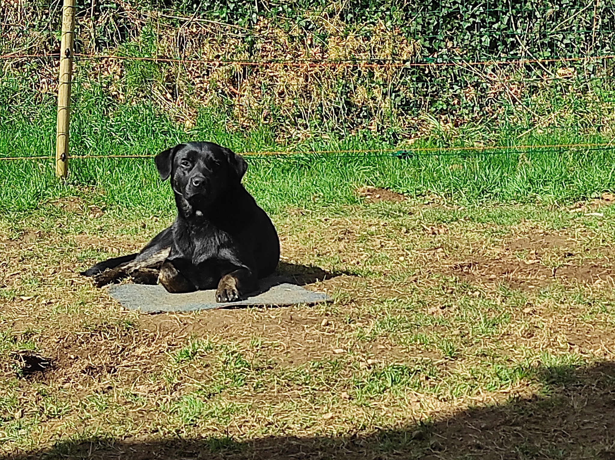 Balou