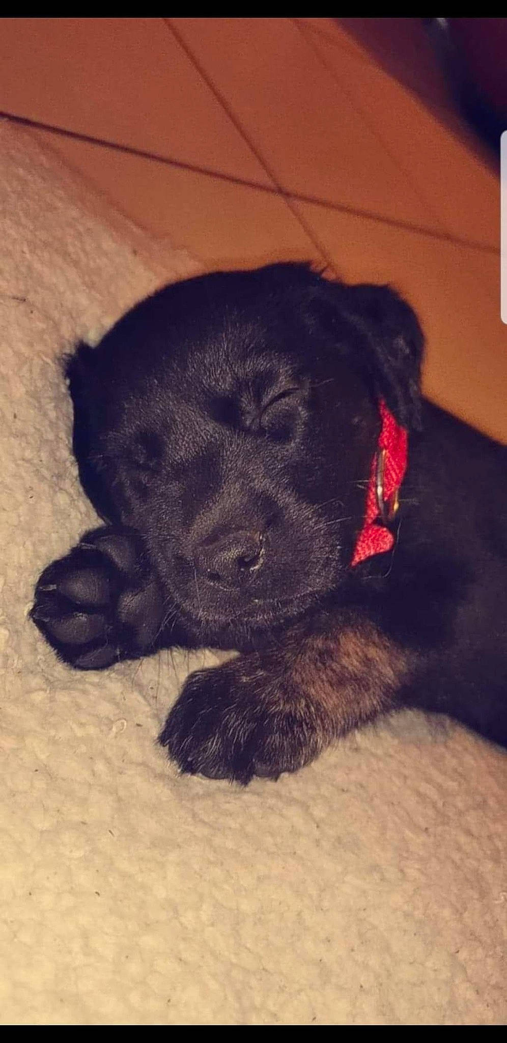 Balou participe au concours pour gagner de l'argent avec cette photo : borador, canidae, carnivore, comfort, companion_dog, dog, dog_breed, fawn, fur, guard_dog, liver, nap, paw, retriever, snout, sporting_group, tail, terrestrial_animal, whiskers, working_animal