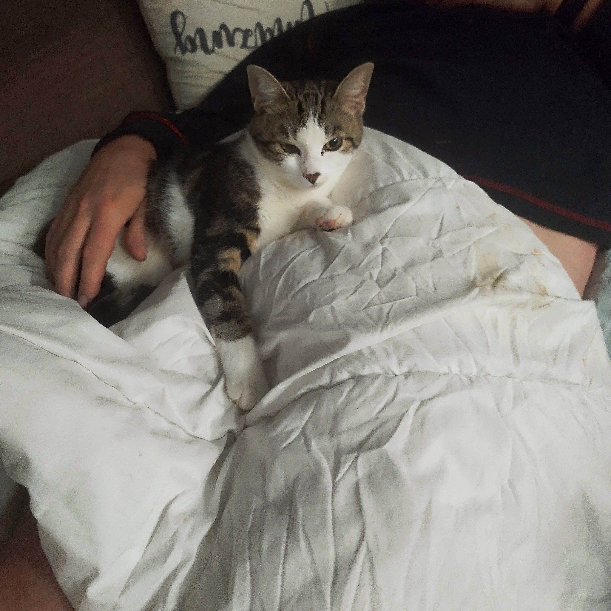 Minette participe au concours pour gagner de l'argent avec cette photo : bed, bed_sheet, bedding, blanket, carnivore, cat, claw, comfort, domestic_short_haired_cat, duvet, felidae, fur, linens, nap, paw, room, sleep, small_to_medium_sized_cats, tail, whiskers