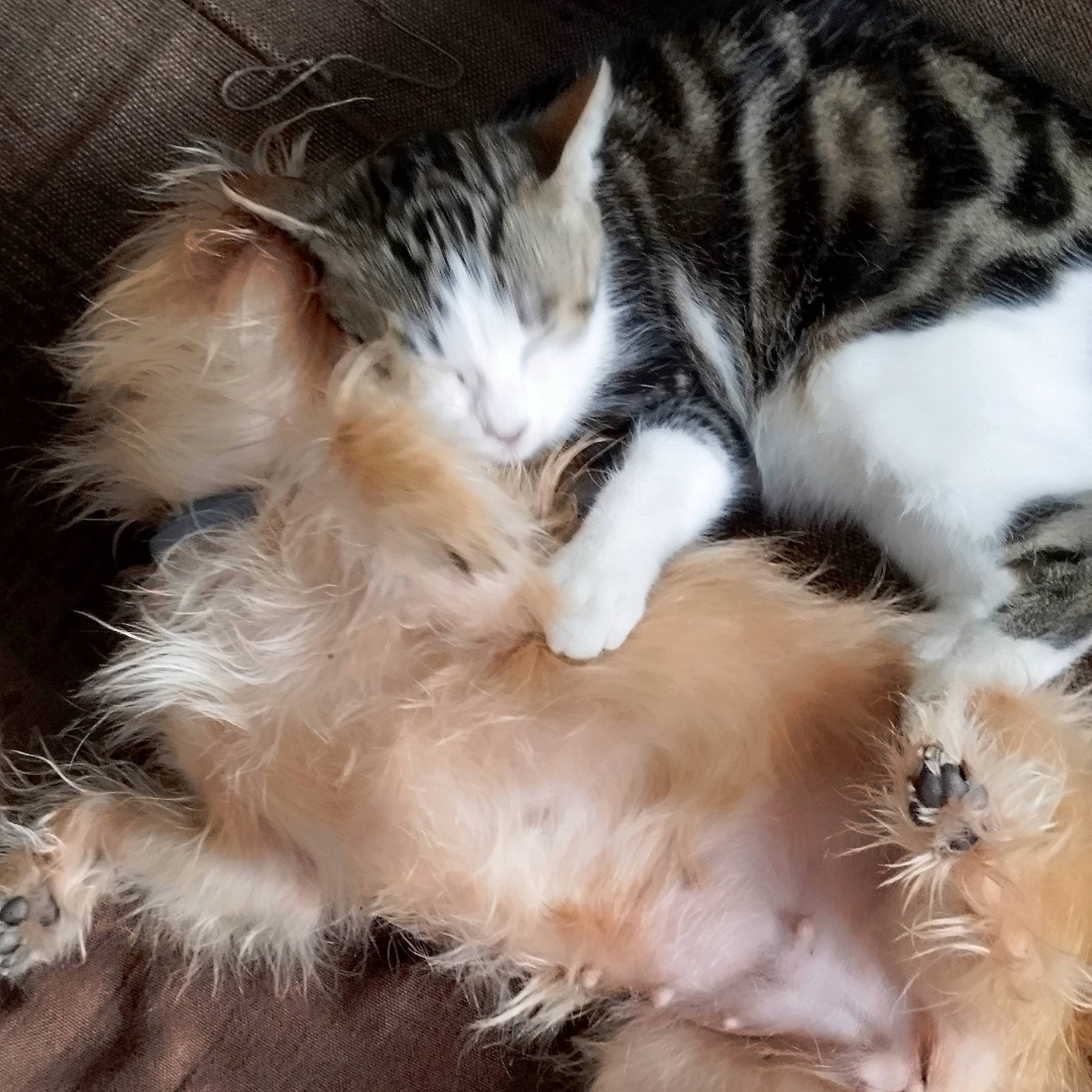 Minette a rejoint le concours — aidez-le/la à gagner de superbes lots ! canidae, carnivore, cat, claw, comfort, companion_dog, domestic_short_haired_cat, fawn, felidae, fur, nap, paw, sleep, small_to_medium_sized_cats, snout, tail, terrestrial_animal, whiskers