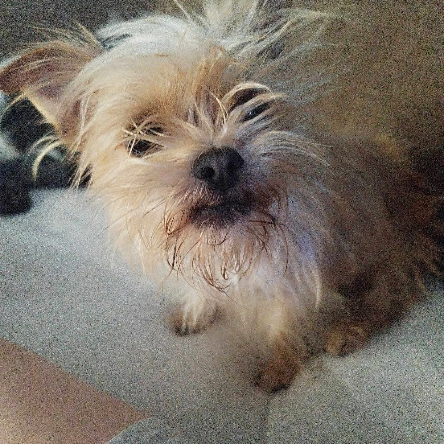 Piyou a rejoint le concours — aidez-le/la à gagner de superbes lots ! affenpinscher, animal, architecture, building, canine, chair, couch, cushion, dog, furniture, homedecor, indoors, livingroom, person, pet, poodle, puppy, sleeping, terrier, whitedog
