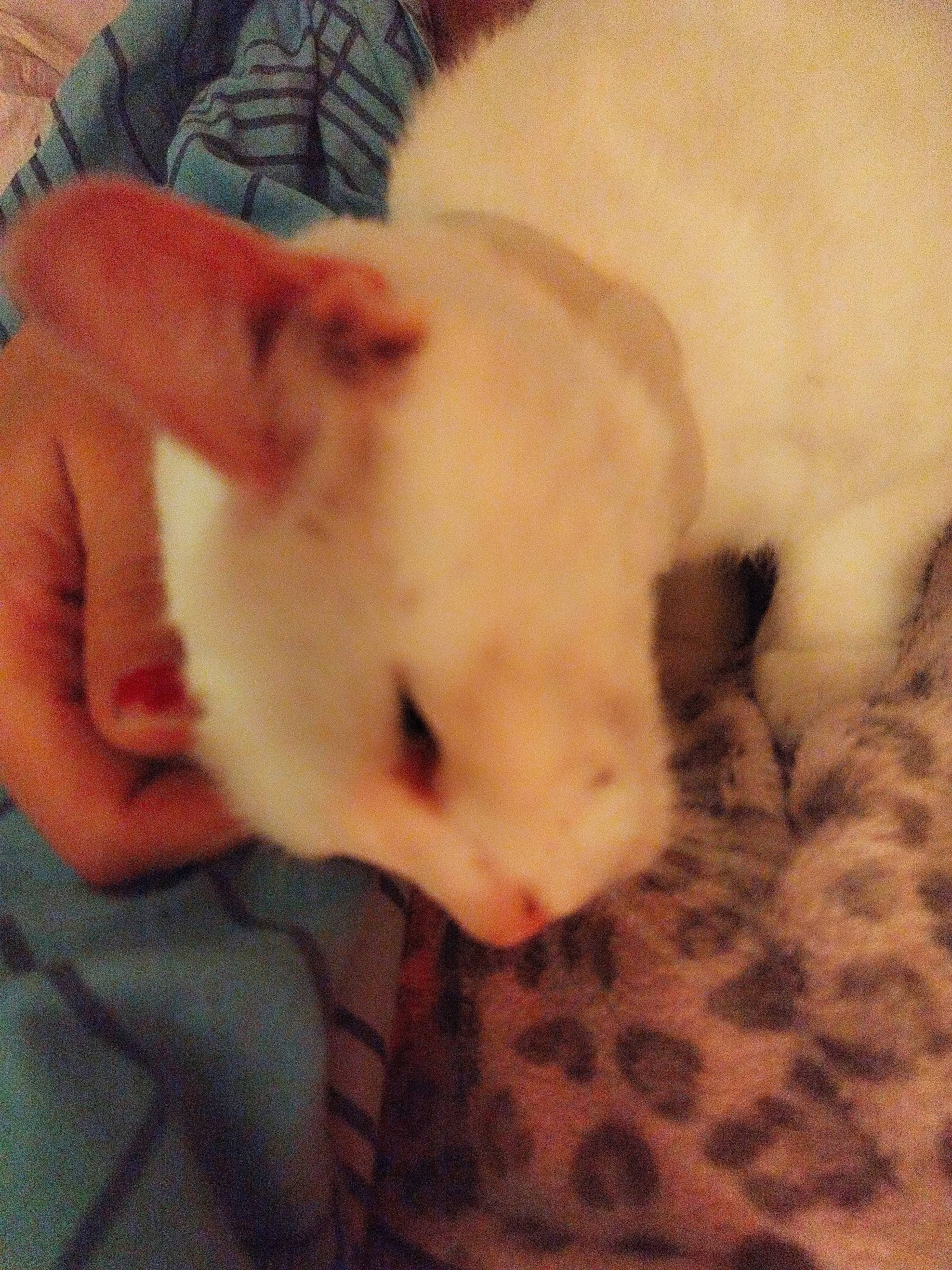 Blanche a rejoint le concours — aidez-le/la à gagner de superbes lots ! canidae, carnivore, cat, claw, comfort, companion_dog, dog_breed, fawn, felidae, fur, hamster, muroidea, nail, paw, rodent, small_to_medium_sized_cats, snout, tail, terrestrial_animal, whiskers