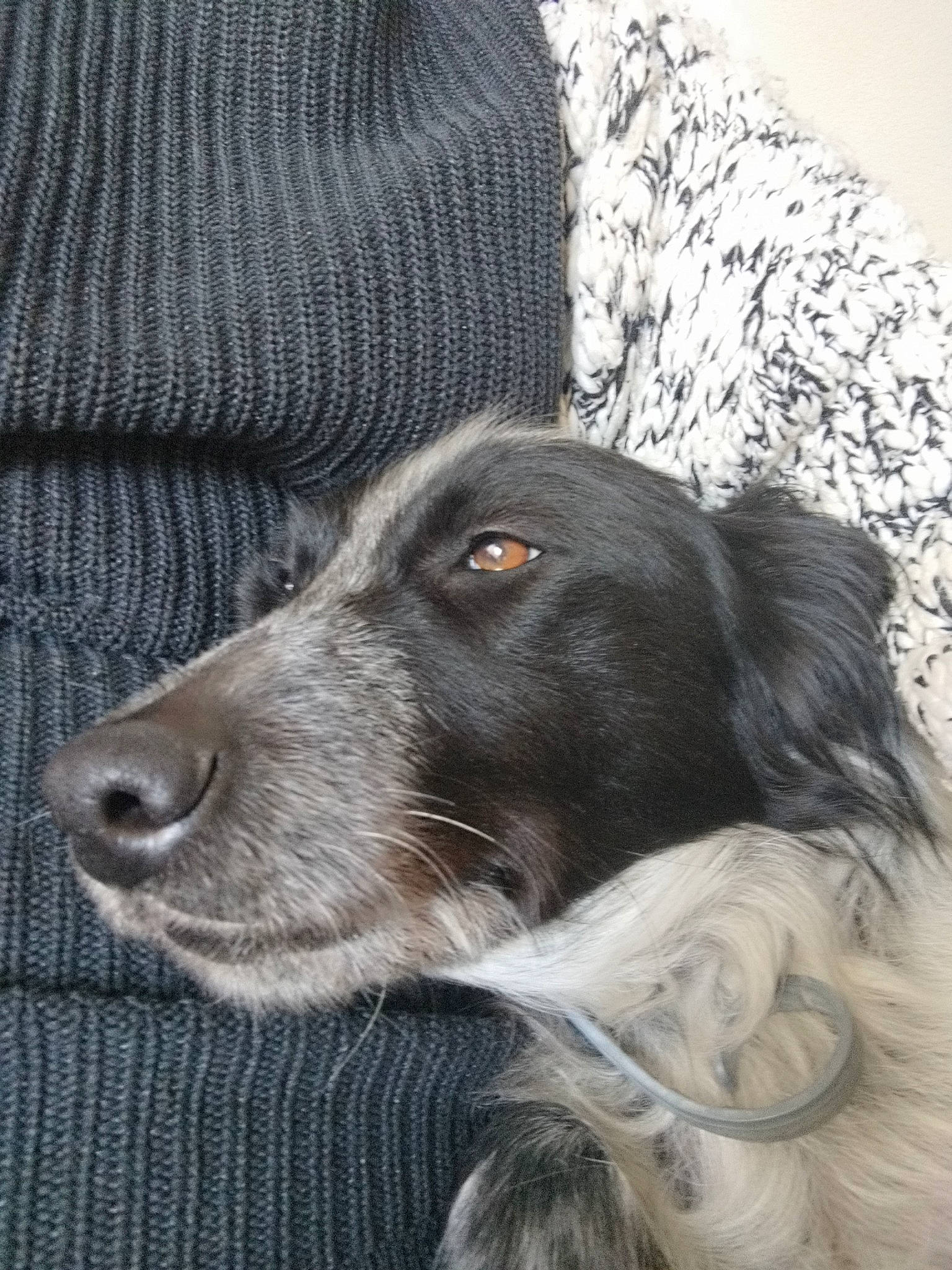 Didina participe au concours pour gagner de l'argent avec cette photo : borador, border_collie, canidae, carnivore, companion_dog, dog, dog_breed, fur, grey, gun_dog, hunting_dog, liver, pattern, snout, sporting_group, terrestrial_animal, whiskers, working_animal, working_dog