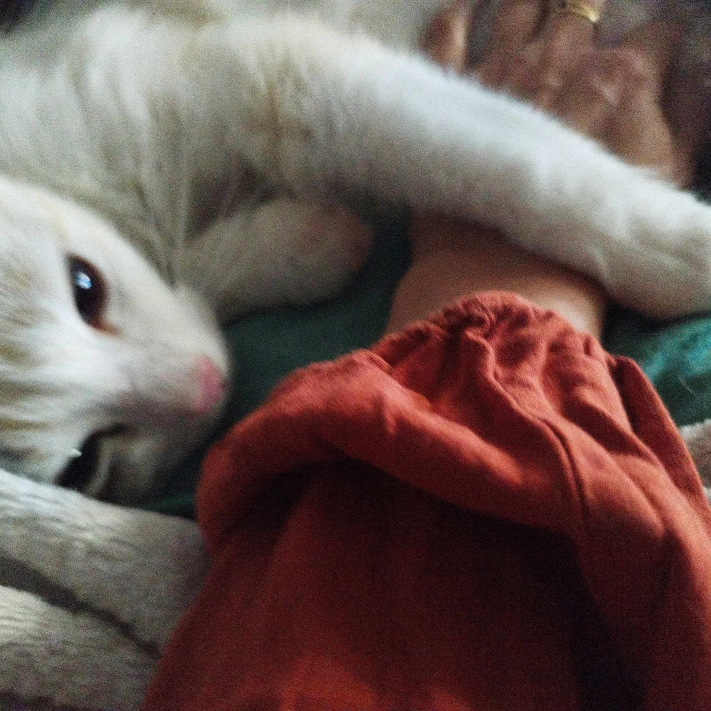Pelotte