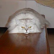 Iron a rejoint le concours — aidez-le/la à gagner de superbes lots ! asian, asian_semi_longhair, british_semi_longhair, british_shorthair, burmilla, carnivoran, cat, cat_like_mammal, domestic_long_haired_cat, domestic_short_haired_cat, himalayan, kitten, mammal, napoleon_cat, persian, scottish_fold, small_to_medium_sized_cats, snout, vertebrate, whiskers