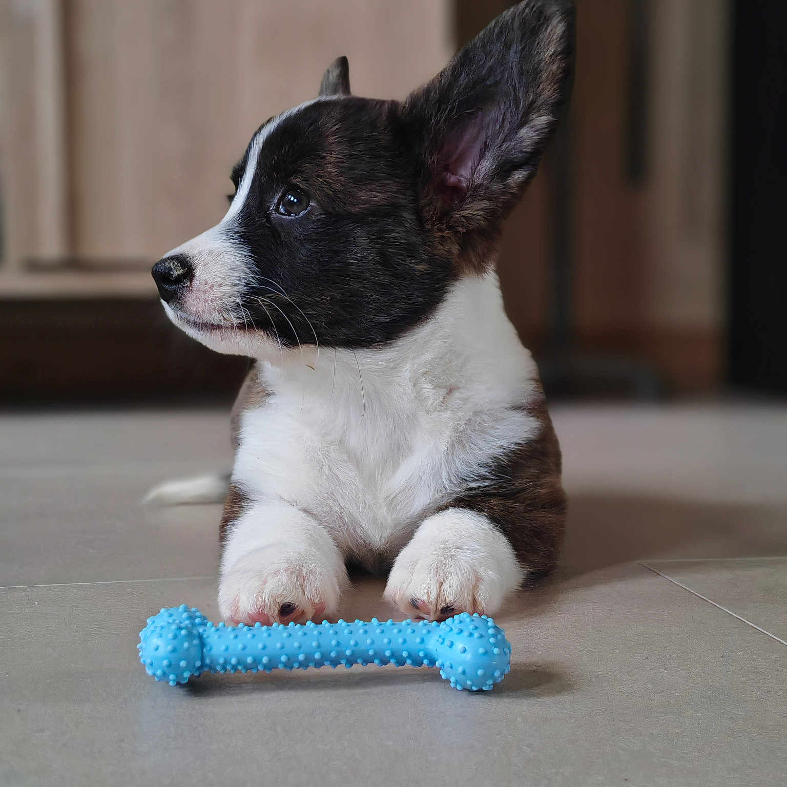 Bonnie a rejoint le concours — aidez-le/la à gagner de superbes lots ! puppy, dog, toy, blue_bone, indoor, floor, curious, lying_down, pet, animal, cute, ears, white_paws, brown_and_white, young, pet_toy, close_up, side_view, domestic, companion