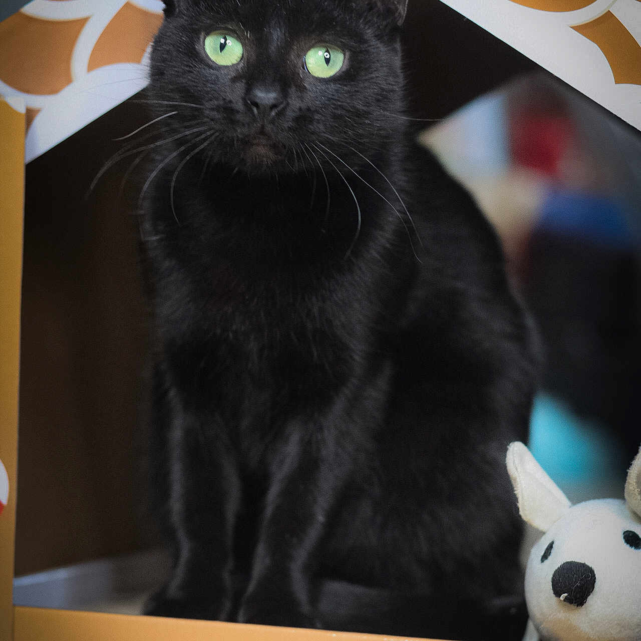 Copine participe au concours pour gagner de l'argent avec cette photo : abyssinian, animal, blackcat, box, cardboard, carton, cat, den, indoors, kitten, manx, pet, toy