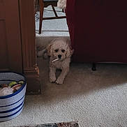 Rusty is registered to the contest to win money with this photo: basket, carpet, chair, curtains, dog, floor, fluffy, home, indoor, living_room, lying_down, object_in_mouth, pet, quiet, red_furniture, remote_control, small_dog, tissue_box, toy, wooden_chair
