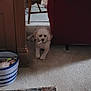 basket, carpet, chair, curtains, dog, floor, fluffy, home, indoor, living_room, lying_down, object_in_mouth, pet, quiet, red_furniture, remote_control, small_dog, tissue_box, toy, wooden_chair