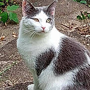 Baby is registered to the contest to win money with this photo: cat, gray_and_white, outdoor, animal, pet, stone_path, greenery, whiskers, ears, fur, sitting, alert, nature, mammal, side_view, daylight, close_up, curious, domestic_cat, feline
