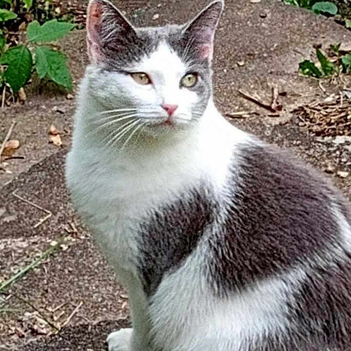 Baby is registered to the contest to win money with this photo: alert, animal, cat, close_up, curious, daylight, domestic_cat, ears, feline, fur, gray_and_white, greenery, mammal, nature, outdoor, pet, side_view, sitting, stone_path, whiskers